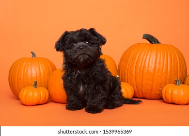 Cute black puppy sitting between orange pumpkins on an orange background