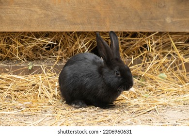 Cute Black Rabbit. A Small Rabbit Is A Pet On The Straw. Rabbit Breeding Farm