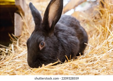 Cute Black Rabbit. A Small Rabbit Is A Pet On The Straw. Rabbit Breeding Farm