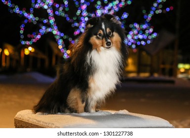 Sable Fur Images Stock Photos Vectors Shutterstock