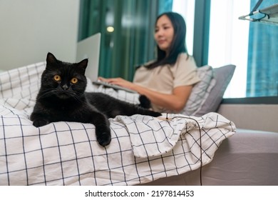 Cute Black Scottish Straight Cat Playing On The Bed While His Owner Working On Laptop Computer In Bedroom. Asian Woman Enjoy Indoor Lifestyle With Kitten Cat At Home. Pets Owner Relationship Concept.