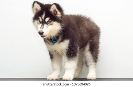 wooly coat husky puppies for sale