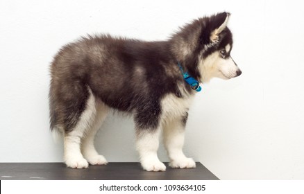 wooly coat husky puppies for sale