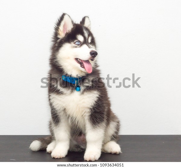wooly husky puppy