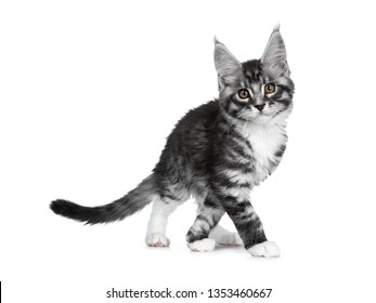 Bilder Stockfoton Och Vektorer Med Cute Tabby Kitten Walking On