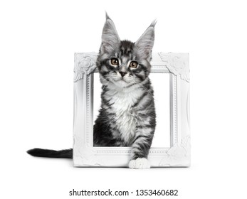 Silver Tabby Isolated Images Stock Photos Vectors Shutterstock