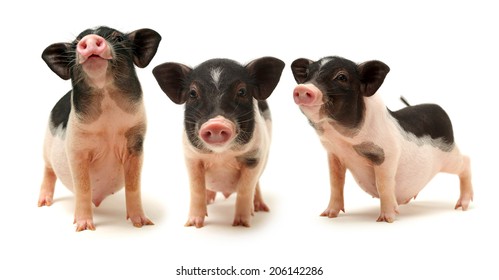 teacup pig desktop backgrounds