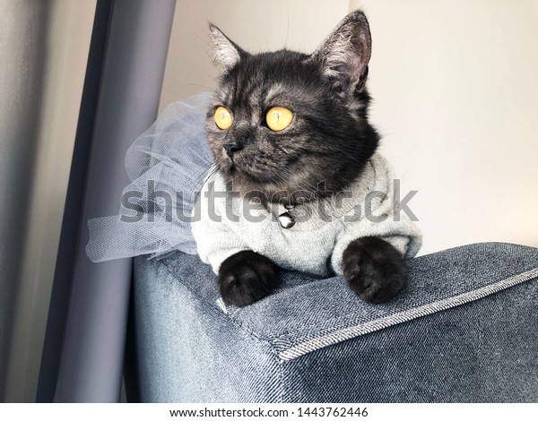 Cute Black Smoke British Shorthair Cat Stock Photo Edit Now