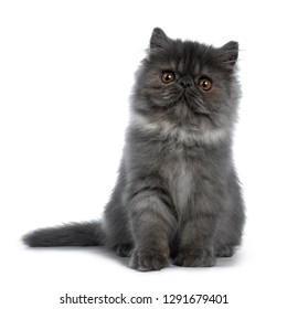 157 Persian smoke cat Images, Stock Photos & Vectors | Shutterstock