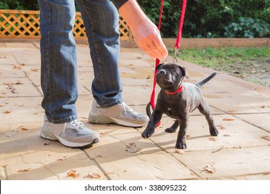 A Cute Black Staffordshire Bull Terrier Puppy With A Red Collar And Red Leash, Standing On Three Legs, Being Trained By A Man In Jeans And Trainers Holding A Treat For The Puppy. Dog Training.