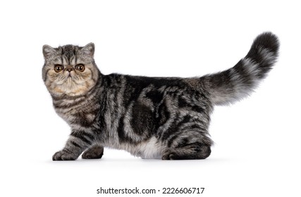 Cute black tabby blotched Exotic Shorthair cat kitten, standing side ways with tail up. Looking towards camera. Isolated on a white background. - Shutterstock ID 2226606717
