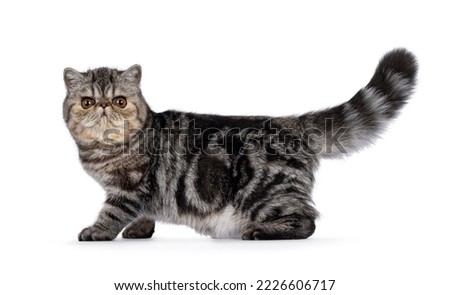 Cute black tabby blotched Exotic Shorthair cat kitten, standing side ways with tail up. Looking towards camera. Isolated on a white background.