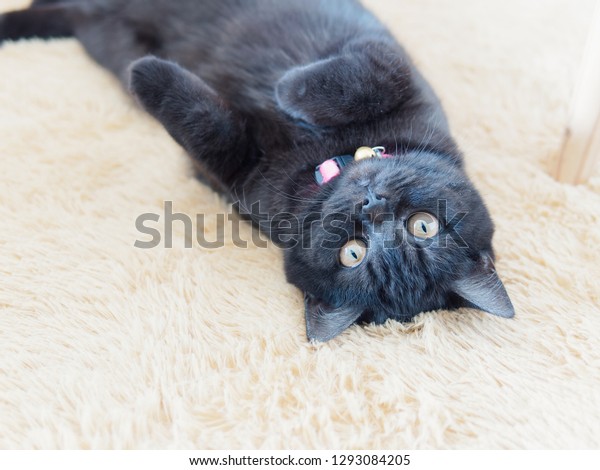 Cute Black Tabby British Shorthair Cat Stock Photo Edit Now