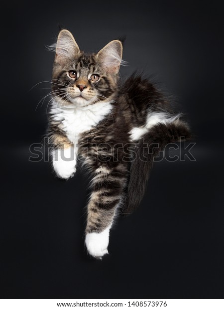 Cute Black Tabby White Maine Coon Stock Photo Edit Now 1408573976