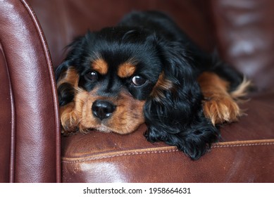 Cute black and tan Cavalier King Charles puppy, resting on a leather sofa. 