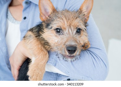 Cute Black And Tan Color Norwich Terrier Puppy Dog