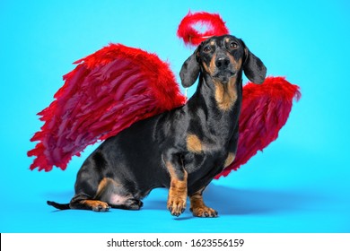 Cute black and tan dachshund sitting on bright blue background with crimson red feathered wings on the back and halo under the head and holds a heart-shaped gift in his teeth. Pretty real angel dog.