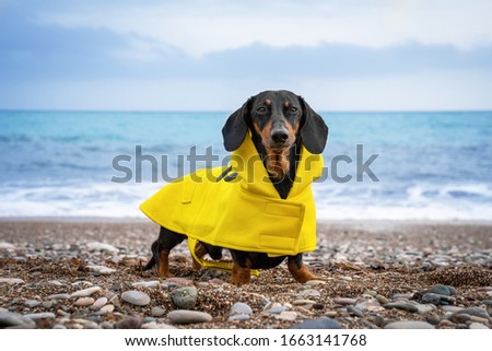 Cute black and tan dachshund wearing vibrant yellow raincoat, standing on deserted sea or ocean pebble beach in front of sea view with blue waves. Walking outdoors, wet weather, autumn mood.
