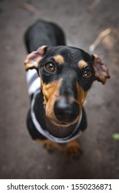 Cute Black And Tan Daschund With Ears Flipped Backwards Big Puppy Eyes Little Dog