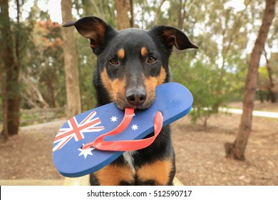 Cute black and tan Kelpie (Australian breed of sheepdog) holding a thong, decorated with the Australian flag, in its mouth.
