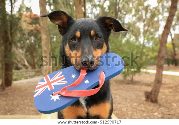 Cute Black Tan Kelpie Australian Breed Stock Photo (Edit ...