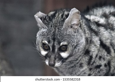 A Cute Black And White African Civet