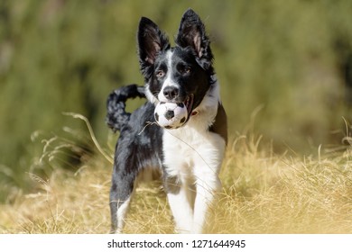 Imagenes Fotos De Stock Y Vectores Sobre Mountain Collie