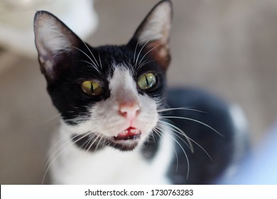 Mata Kucing Images, Stock Photos u0026 Vectors  Shutterstock