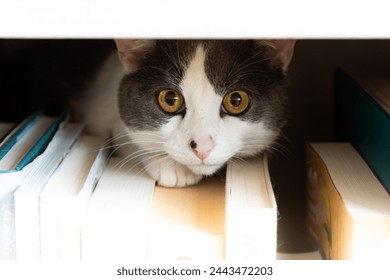 
Cute black and white cat hiding and peering from behind a row of books set on shelf - Powered by Shutterstock