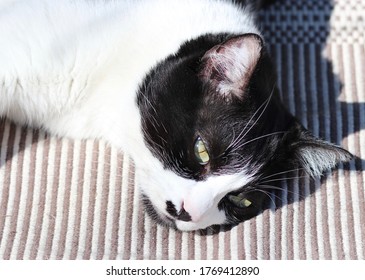 Cute Black And White Cat Sunbathing