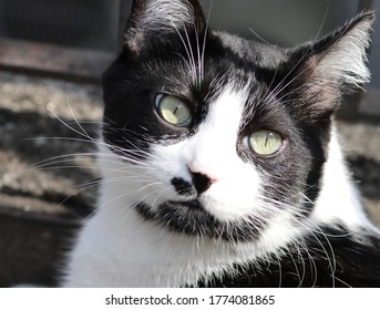 Cute Black And White Cat Sunbathing