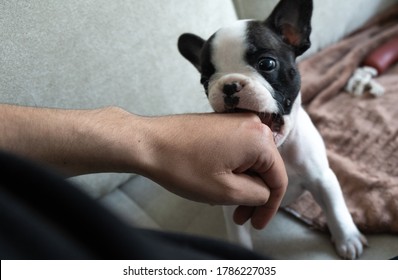 Cute Black And White French Bulldog Puppy Chewing Humans Hand