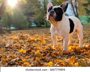 Cute black and white french bulldog sits and looks straight in the camera on the yellow autumn leafs during beautiful autumn day. 