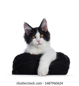 Black And White Cat Images Stock Photos Vectors