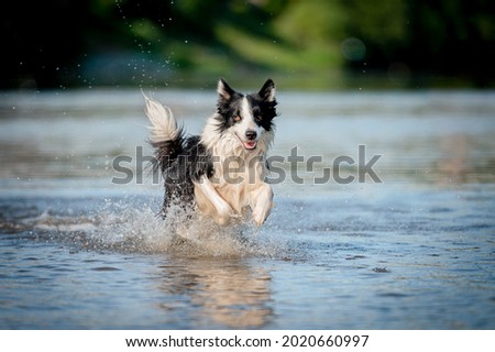 Cute black and white healthy and happy dog breed border collie in summer in water river. Fun running jumping dog in water enjoying summer.