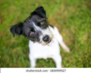 A Cute Black And White Jack Russell Terrier Mixed Breed Dog Looking Up At The Camera With A Head Tilt