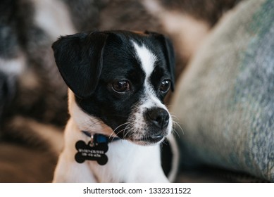 55+ Fox Terrier Chihuahua Mix Black And White