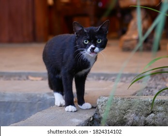 Javanese Cat Images, Stock Photos u0026 Vectors  Shutterstock