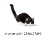 cute black and white kitten on a plain white background