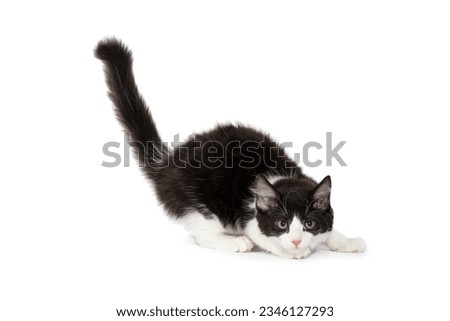 cute black and white kitten on a plain white background
