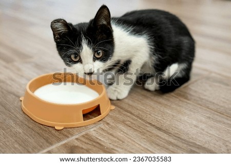A cute black and white kitten with one ear is drinking milk from a cup on the floor. Pet food