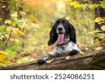 A cute black and white long-eared hunting spaniel dog is looking at the camera in the autumn forest. A walk with a pet outside the city. Hunting dogs.