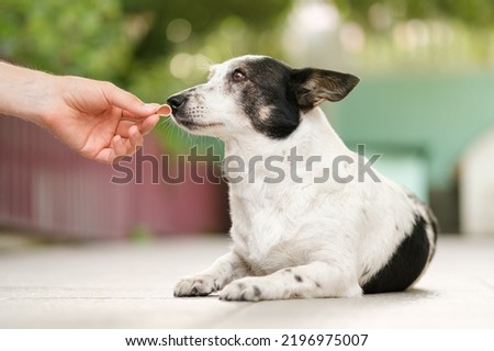 Cute black and white mongrel dog is given treat in a shape of a steak by her owner. Сток-фото © 