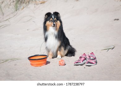 Cute Black And White Shetland Sheepdog, Sheltie Portrait On The Beach.Small Collie, Little Lassie Dog  Waiting For The Owner On A Hot Day Near Orange Water Bowl And Pink Sandals. Summer Vacation Time