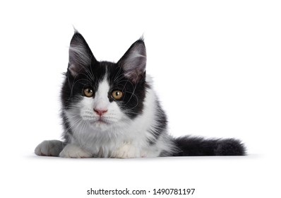 Laying Down Cat Images Stock Photos Vectors Shutterstock