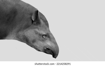 Cute Black And White South American Tapir Face In The White Background