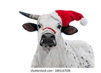 Zebu Images Photos Et Images Vectorielles De Stock Shutterstock