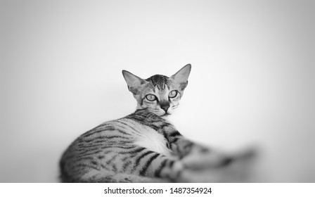 Similar Images Stock Photos Vectors Of Russian Blue Cat