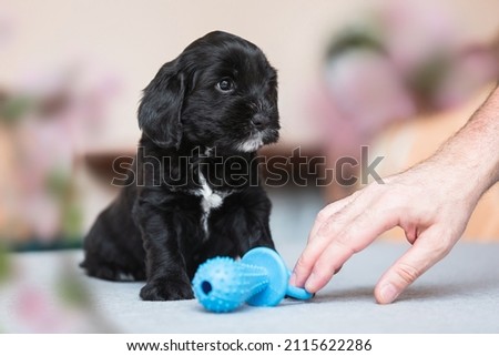 Cute black and white Tibetan terrier  Puppy Looking After His Toy. Selective focus, copy space