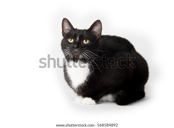 Cute Black White Tuxedo Cat On Stock Photo (Edit Now) 568584892